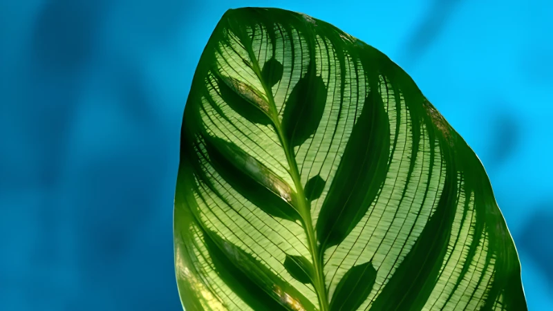 Featured image of Peacock Plant (Calathea makoyana) with vibrant patterned foliage
