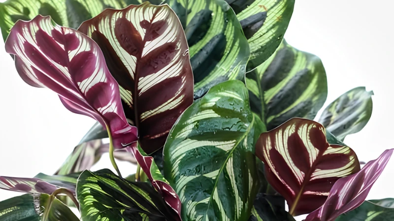 Tropical Peacock Plant with broad green foliage