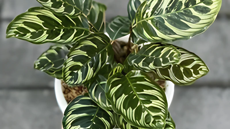 Peacock Plant placed near a bright window