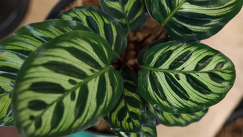 Peacock Plant with vibrant patterned green leaves