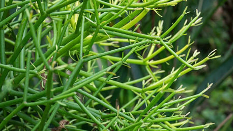 Featured image of Pencil Cactus (Euphorbia tirucalli) with green stems