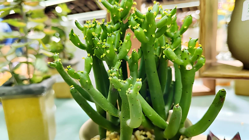Pencil Cactus plant with slender green branches