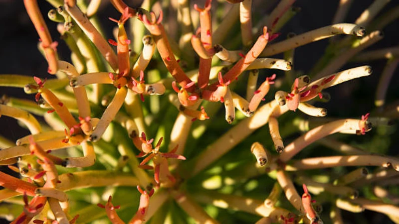 Pencil Cactus with vibrant green stems
