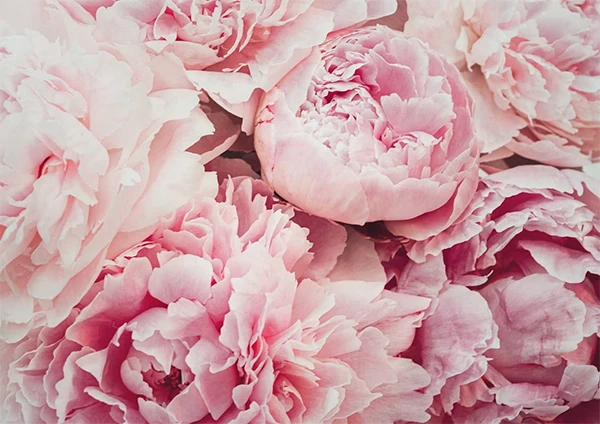 Peonies at Home