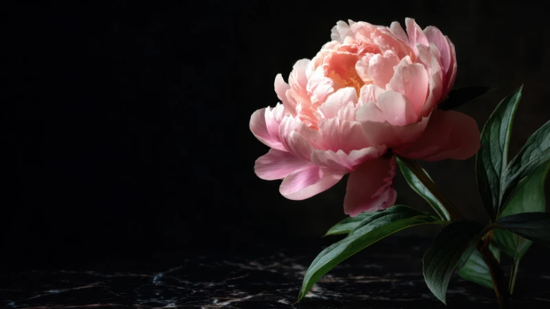 Peony bloom in natural setting