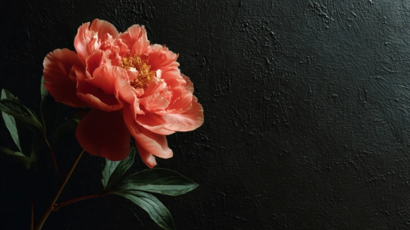 Close-up of blooming peony flower