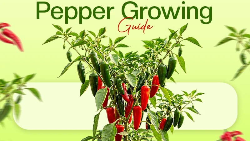 Pepper Growing Guide