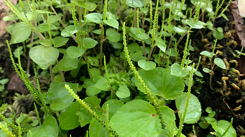 Pepperomia Rotundifolia with round trailing leaves