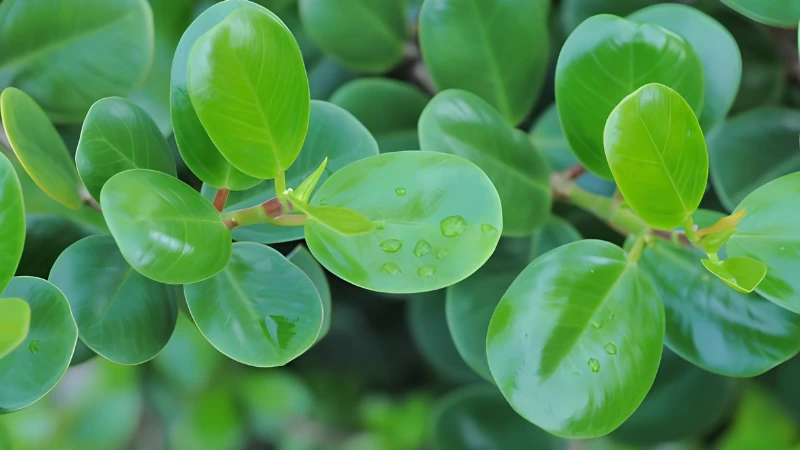 Indoor Pepperomia Rotundifolia ornamental plant