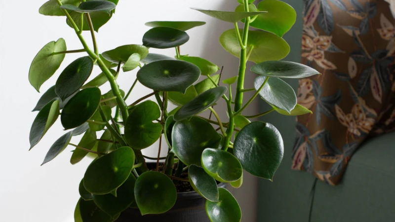 Detailed view of Pepperomia Rotundifolia foliage