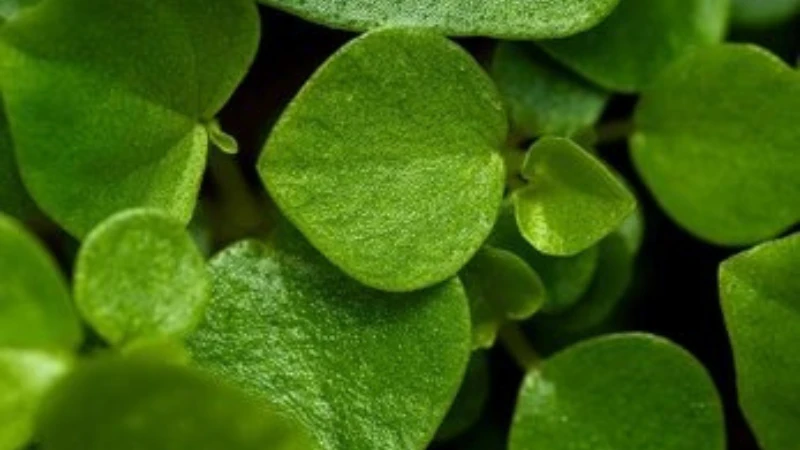 Pepperomia Rotundifolia trailing houseplant with small round glossy leaves