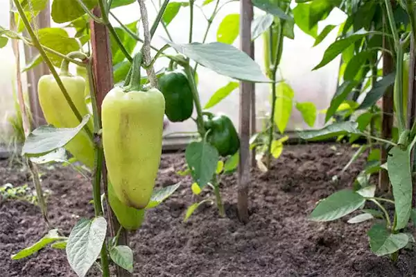 Peppers in a raised garden bed