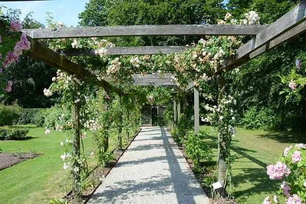 Pergola in cottage garden