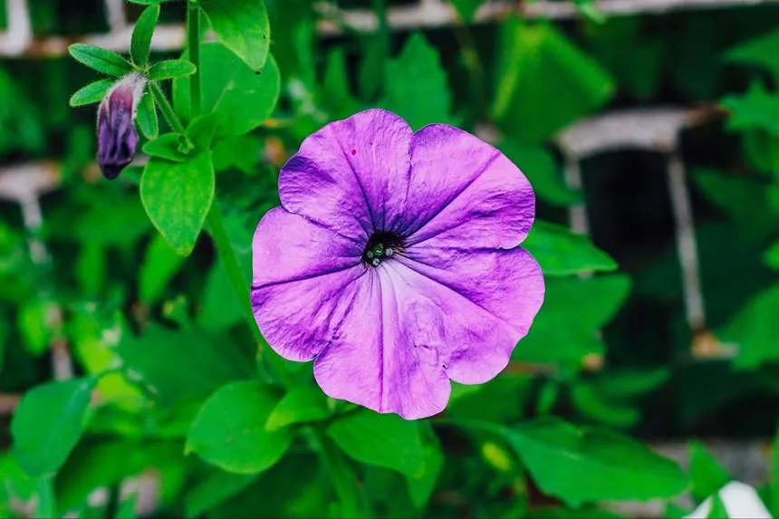 Petunia