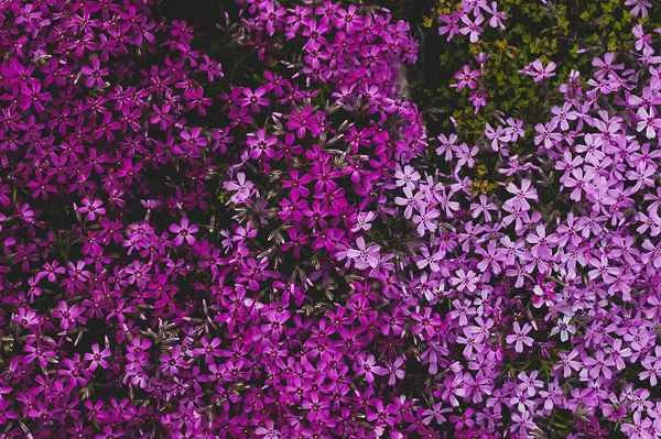Phlox