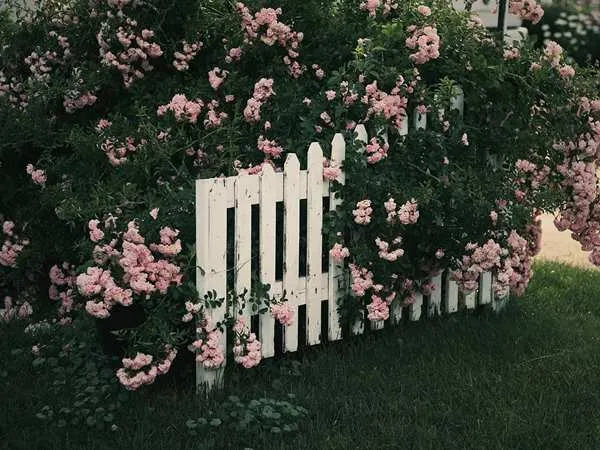 Picket fence in a cottage garden