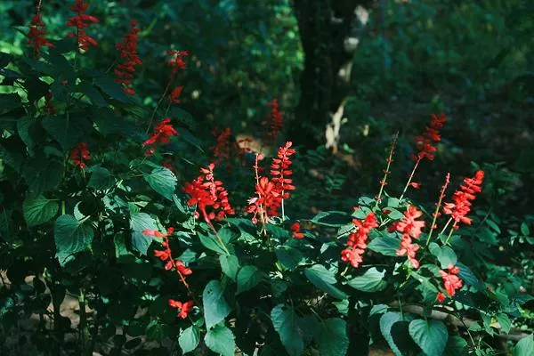 Pineapple sage 