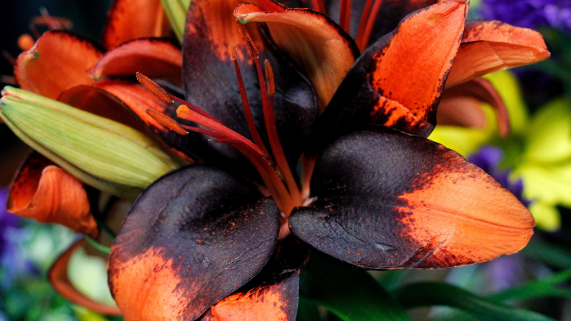 Asiatic lily plant in full bloom