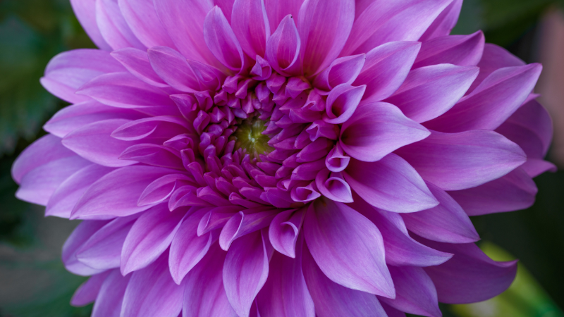Pink Dahlia bloom with soft pink petals