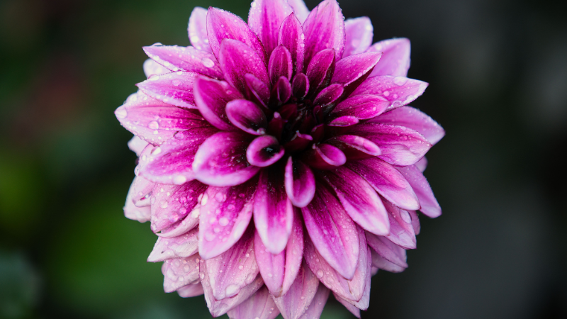 Pink Dahlia floral bloom with delicate petals
