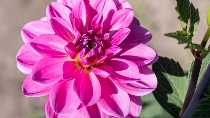 Pink Dahlia flower with layered pink petals