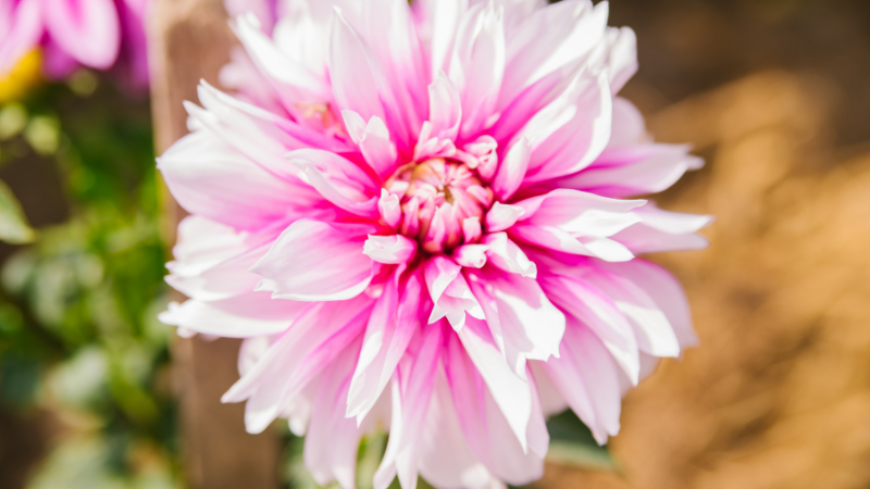 Close-up of a Pink Dahlia flower