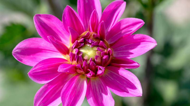 Pink Dahlia flower close view with layered petals