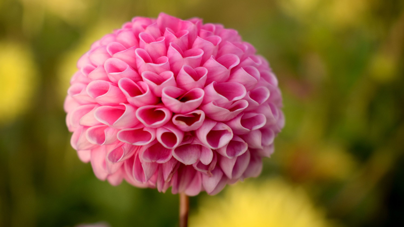 Pink Dahlia flower with layered petals
