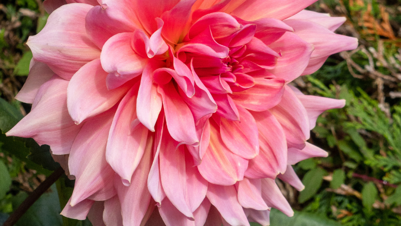 Pink Dahlia flower in full bloom
