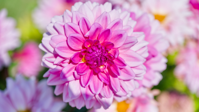 Pink Dahlia in a vibrant full bloom
