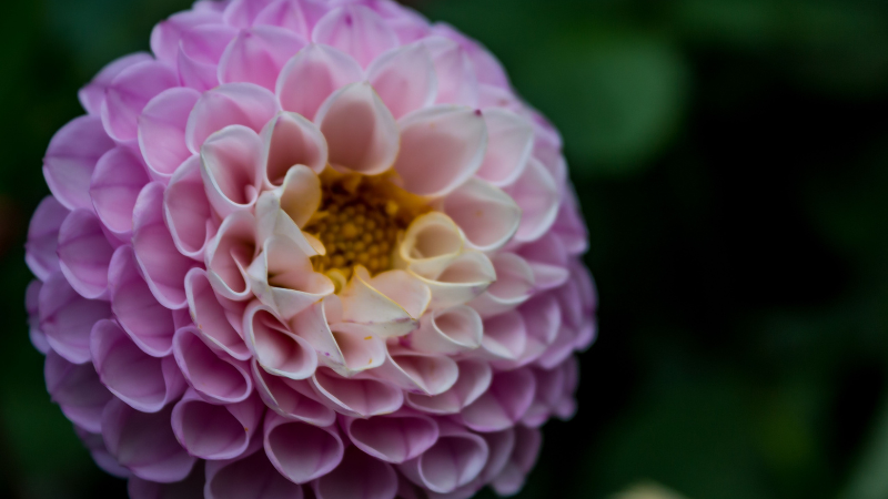 Pink Dahlia garden bloom with pink petals