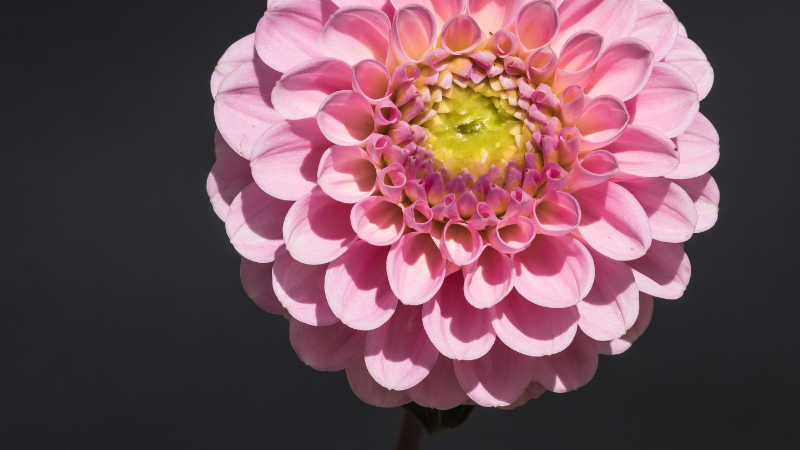 Pink Dahlia flower growing in a garden