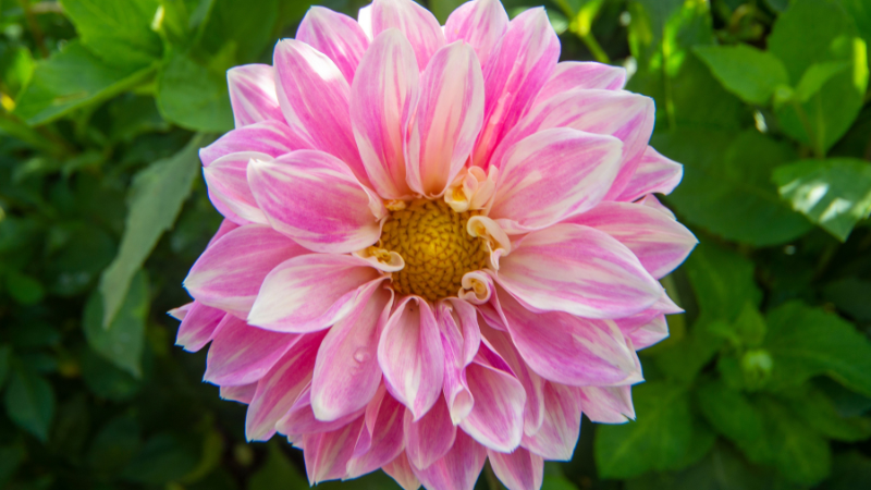 Pink Dahlia showing intricate petal layers