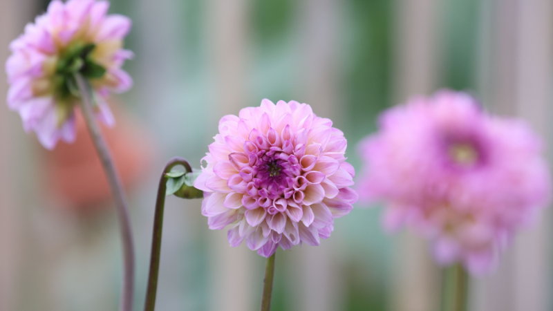 Detailed Pink Dahlia petals