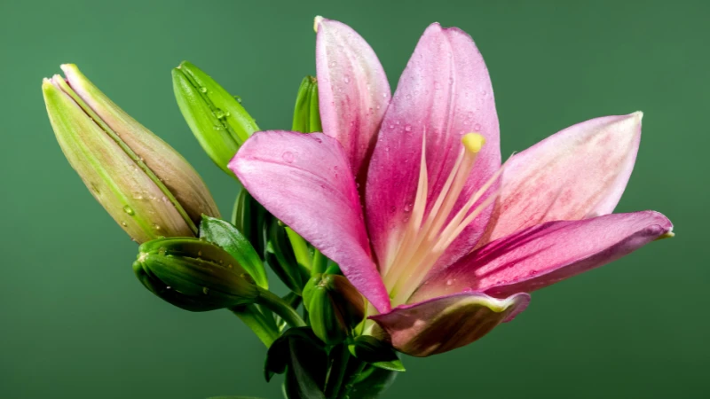 Pink lily bloom in natural setting