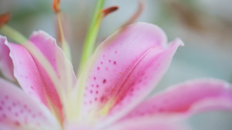 Pink lily blooming in a garden