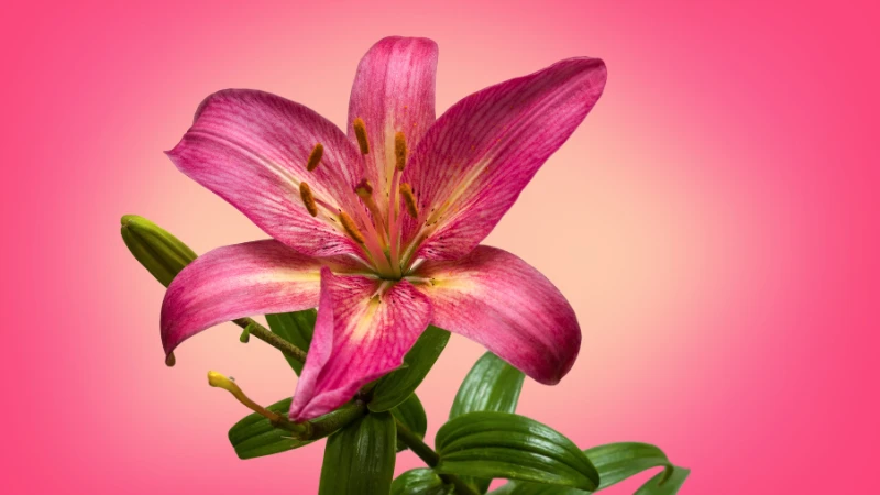 Pink lily blooming plant
