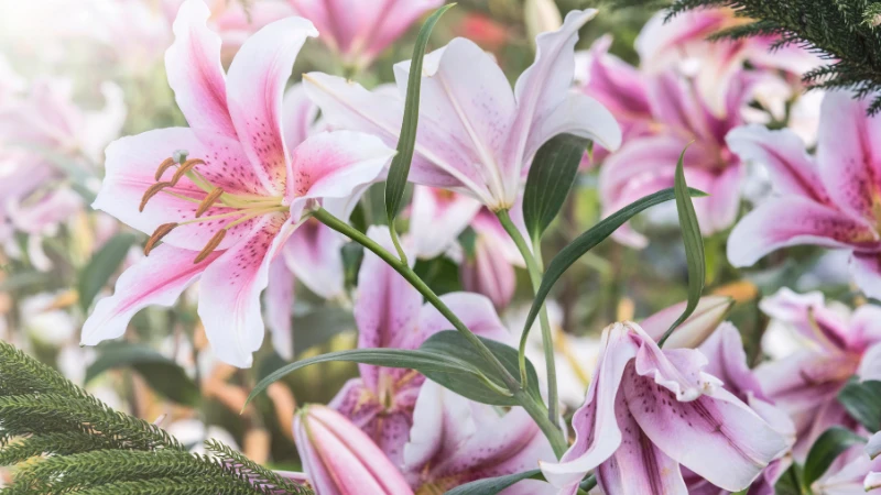 Pink lily featured flower image