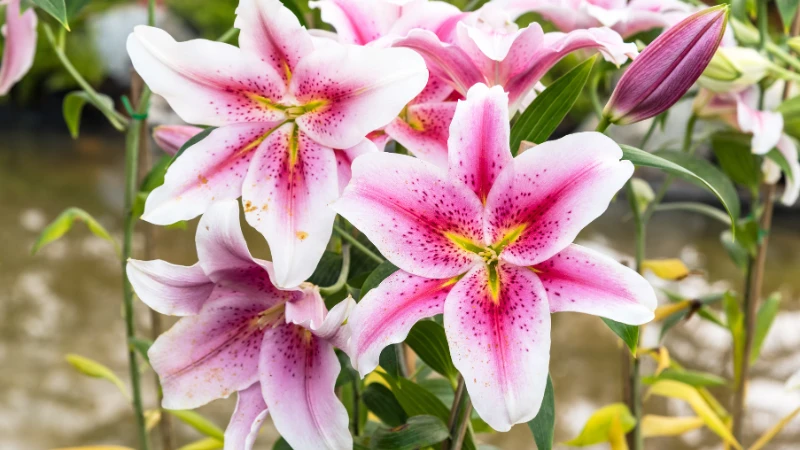 Pink lily floral bloom