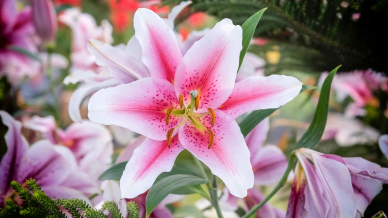 Pink lily flower in full bloom