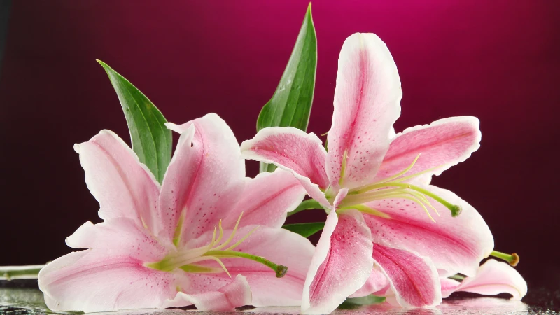 Pink lily flower blossom
