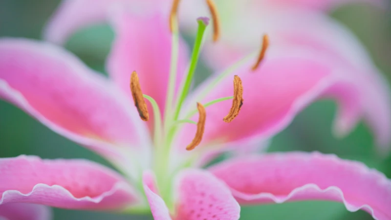 Close-up of a pink lily flower
