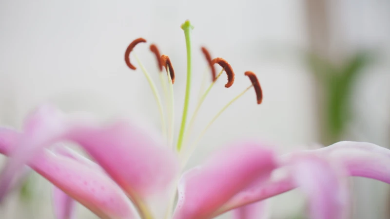 Pink lily garden bloom
