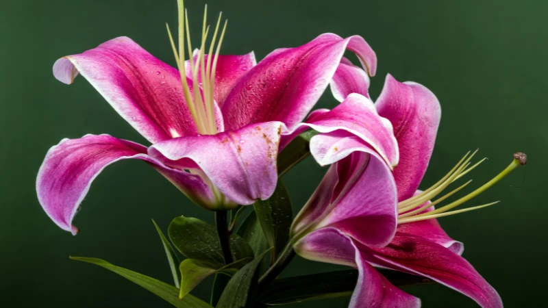 Pink lily growing in a garden