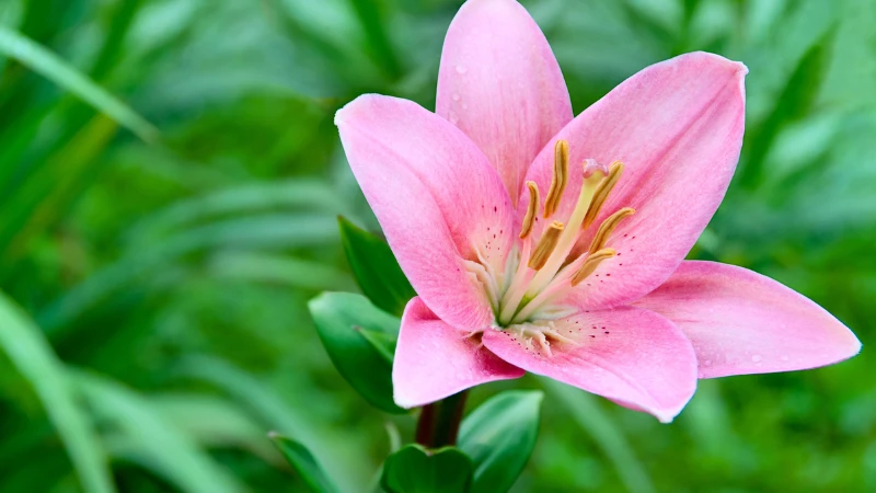 Pink lily flower petal details