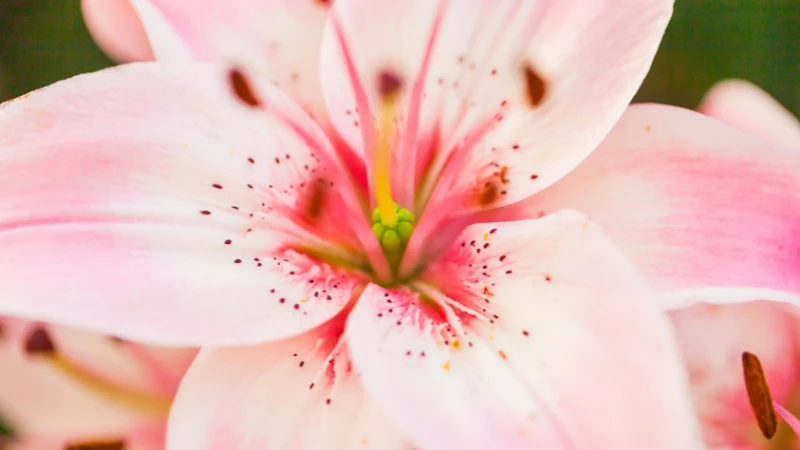 Pink lily petals close-up