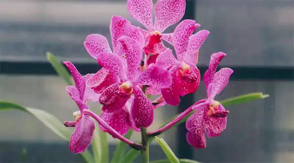 Pink Orchids
