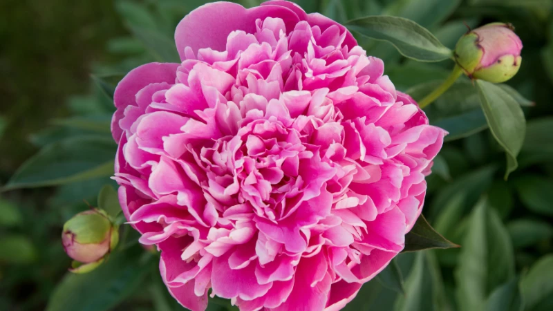 Pink peony flower in bloom