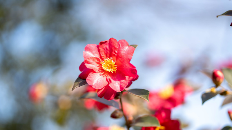 Pink-red Middlemist's Red Camellia bloom