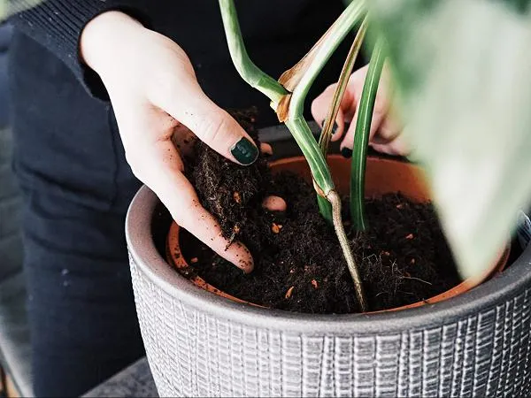 Placing monstera in a pot